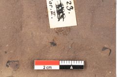 Foto (Detailsansicht) von Quercus palaeoilex Ettingshausen (NHMW-GEO-2024-0188-0923)